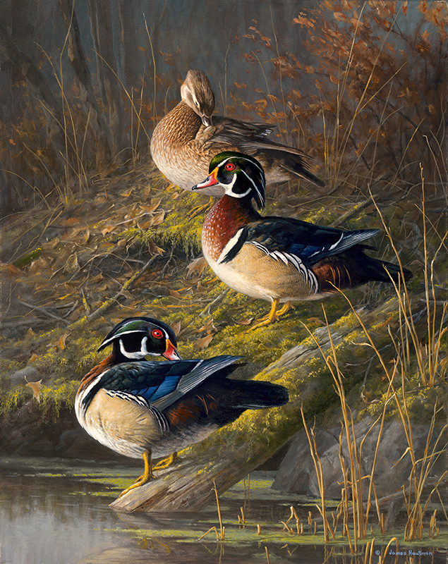 wood duck painting